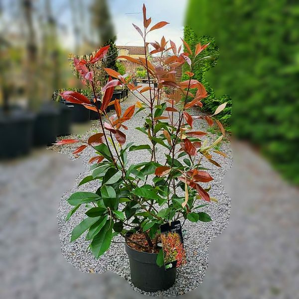nais-garden-photinia-fraseri-red-robin