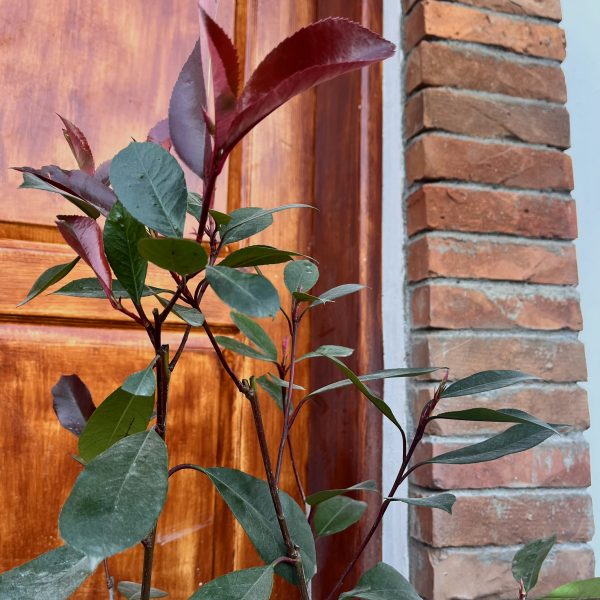 nais-garden-photinia-fraseri-red-robin