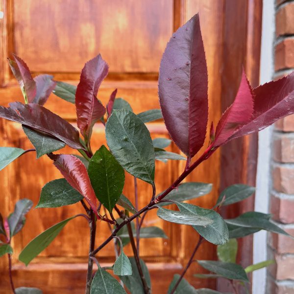 nais-garden-photinia-fraseri-red-robin