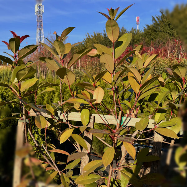 nais-garden-photinia-red-robin-spalier