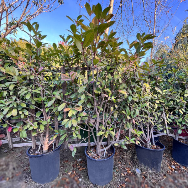 nais-garden-photinia-red-robin-spalier