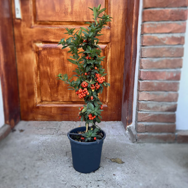 nais-garden-pyracantha-mix