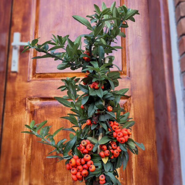 nais-garden-pyracantha-mix