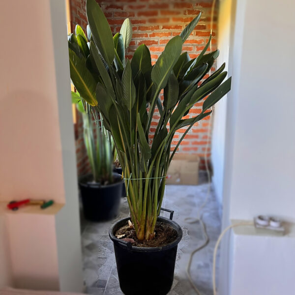 nais-garden-strelitzia-reginae