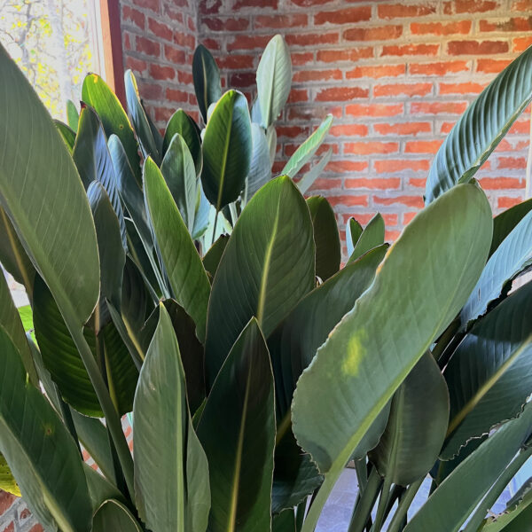 nais-garden-strelitzia-reginae