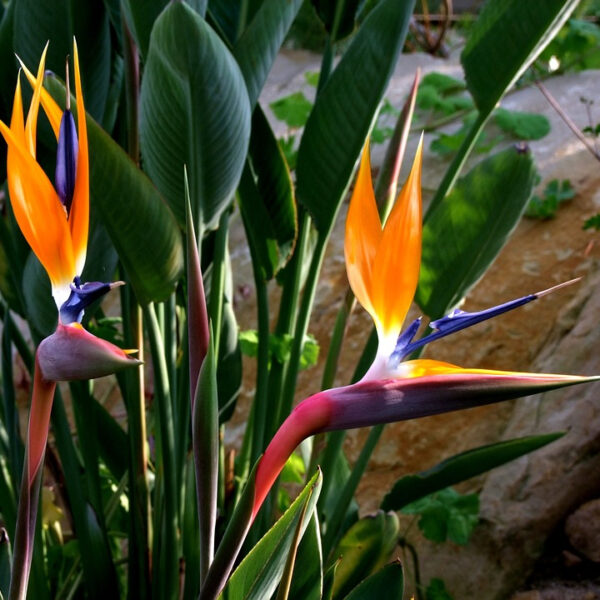 nais-garden-strelitzia-reginae