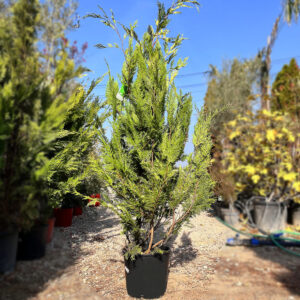 nais-garden-Chamaecyparis-lawsoniana-Stardust
