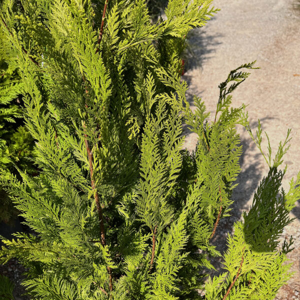nais-garden-Chamaecyparis-lawsoniana-Stardust
