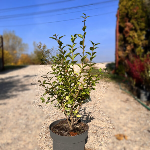 nais-garden-ligustrum-ovalifolium