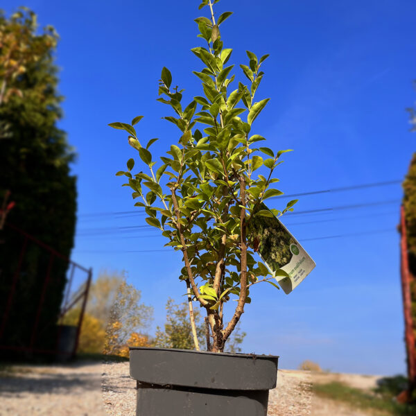 nais-garden-ligustrum-ovalifolium