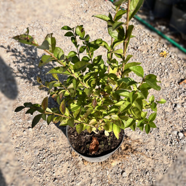 nais-garden-ligustrum-ovalifolium