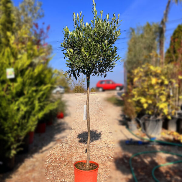 nais-garden-olea-europaea