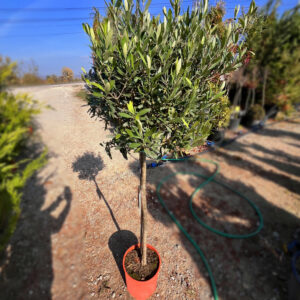 nais-garden-olea-europaea