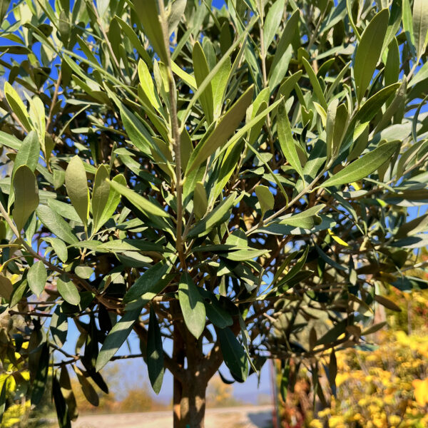 nais-garden-olea-europaea