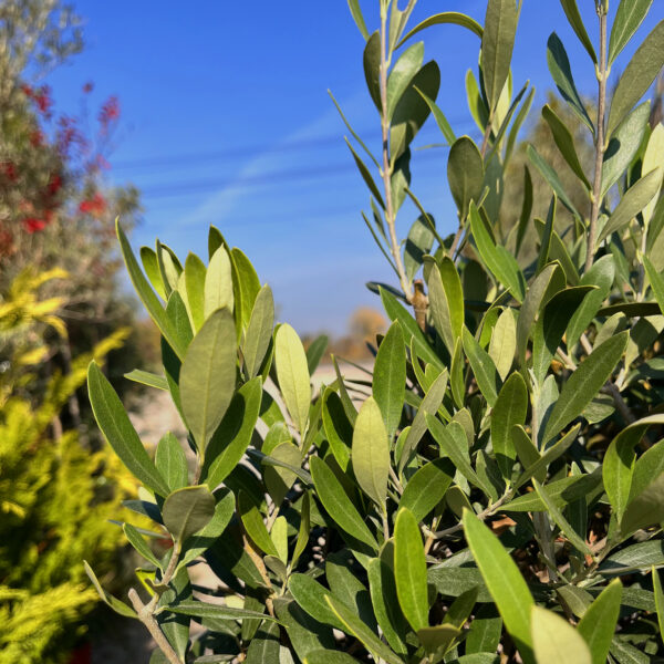 nais-garden-olea-europaea