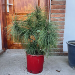 nais-garden-pinus-strobus-nana