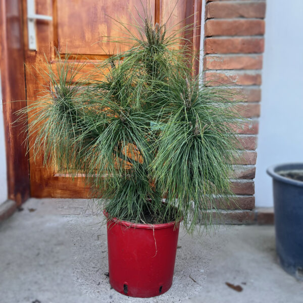 nais-garden-pinus-strobus-nana
