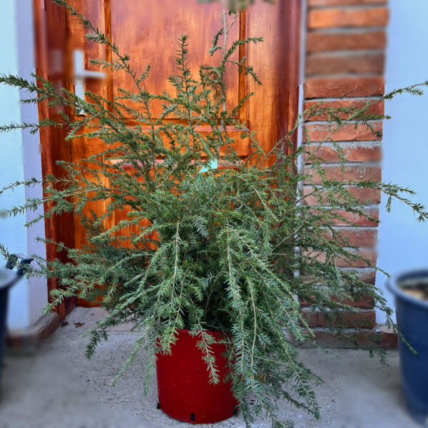 nais-garden-tsuga-canadensis