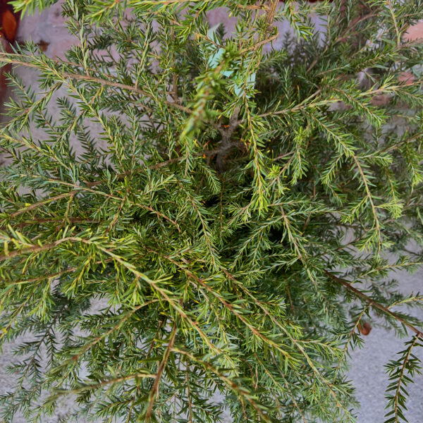 nais-garden-tsuga-canadensis