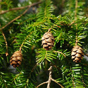 nais-garden-tsuga-canadensis