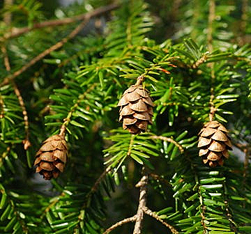 nais-garden-tsuga-canadensis